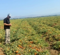 זמיר כרמי ליד שטחי העגבניות שניזוקו בעמק החולה עקב השרב