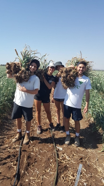 השום הישראלי